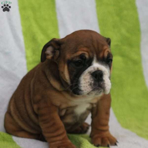 Marly, English Bulldog Puppy